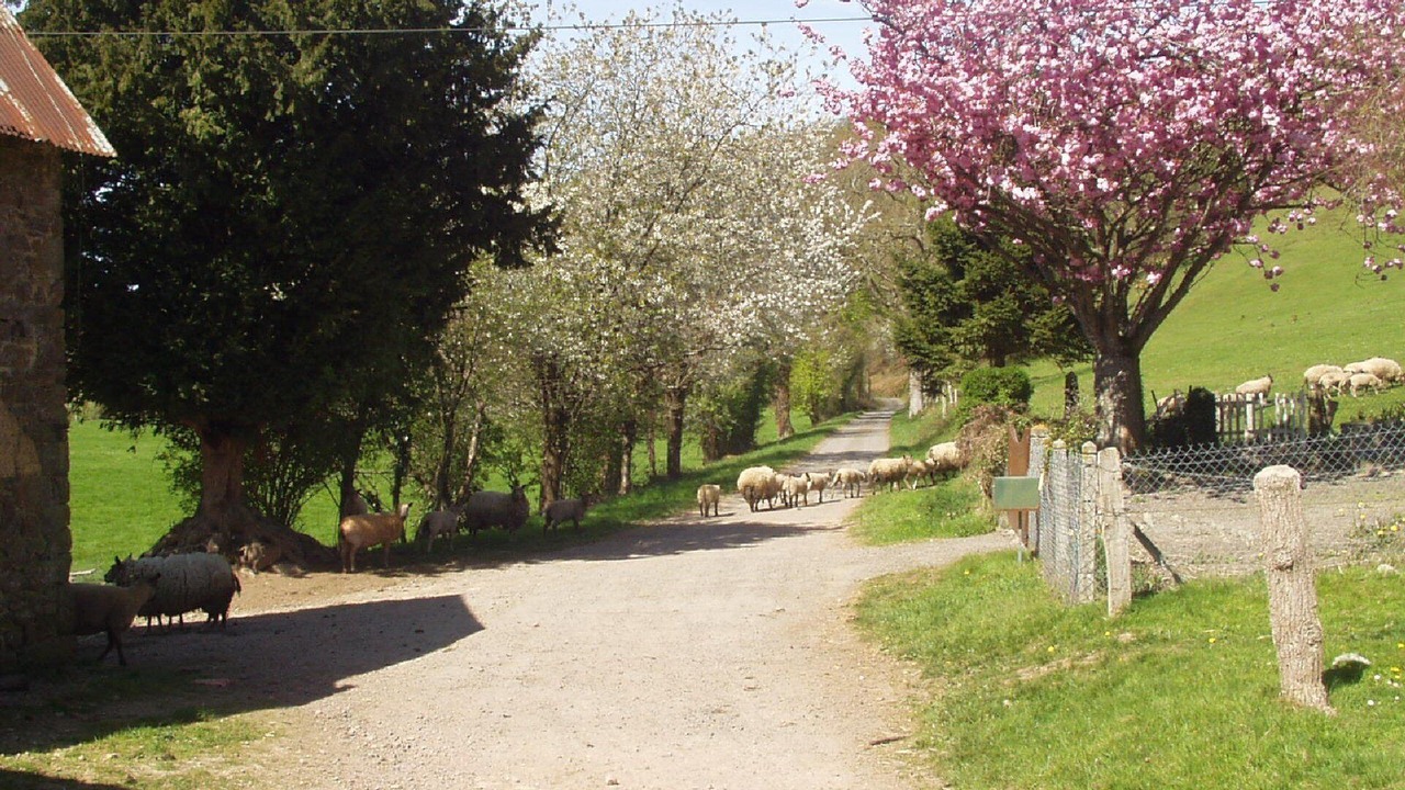 Photo of Others in Saint-Denis-le-Gast