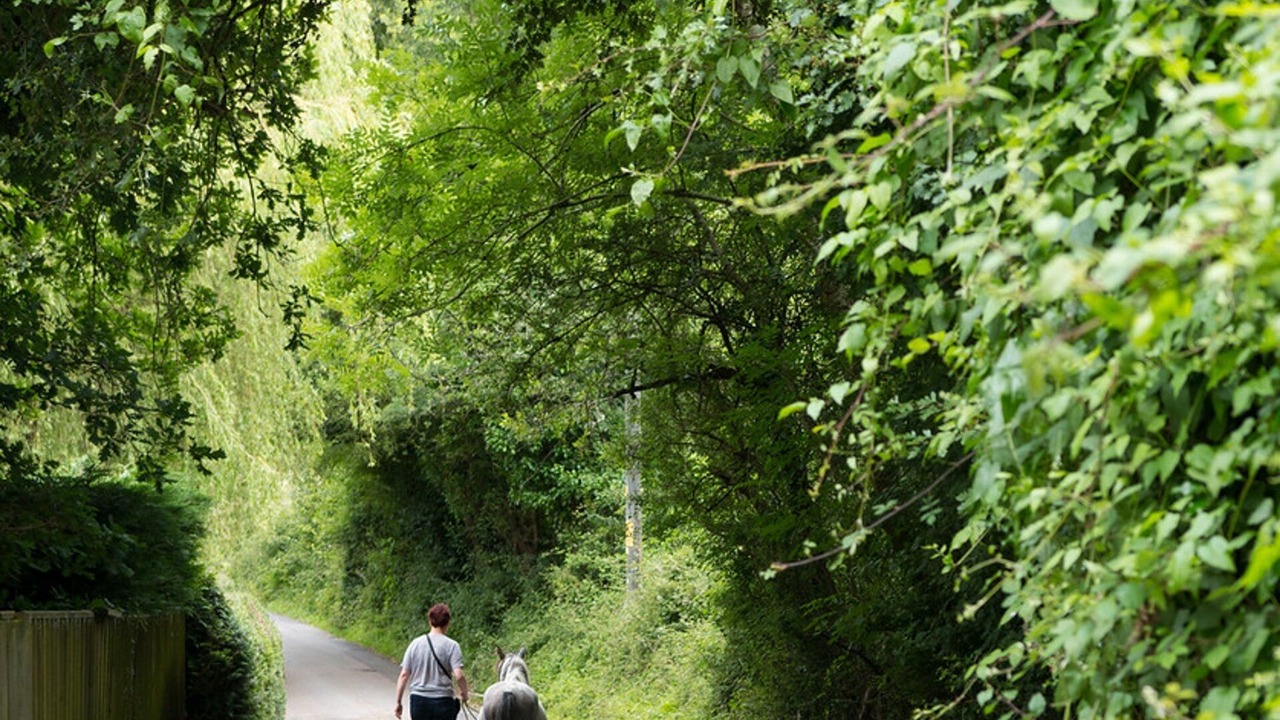Photo of Others in New Forest District