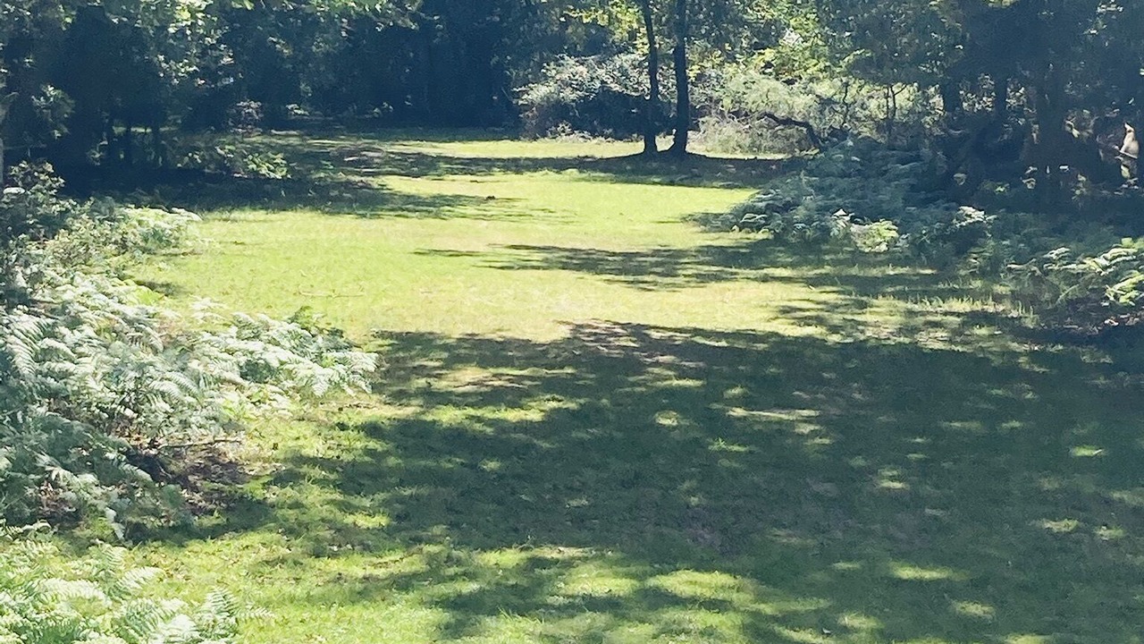Photo of Others in New Forest District