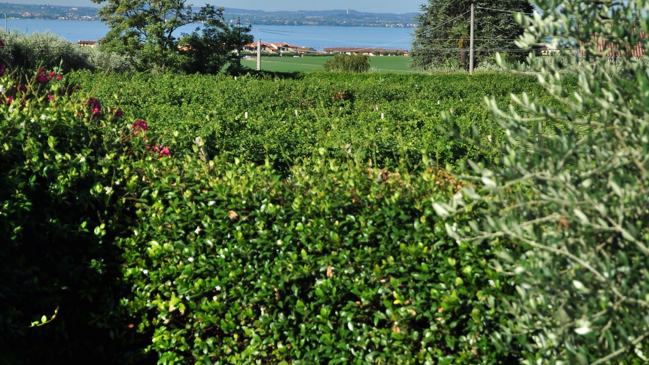 Photo of Outdoor in Calmasino
