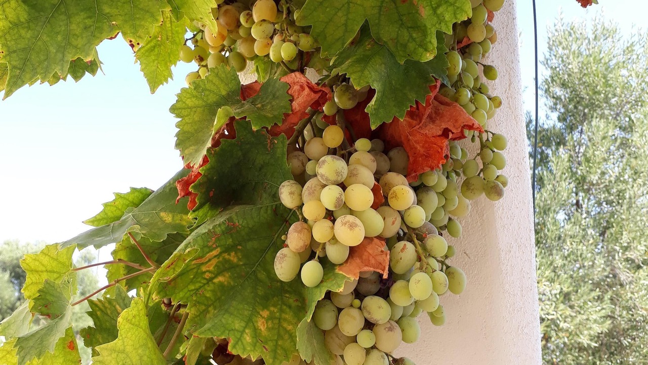 Photo of Outdoor in Ostuni