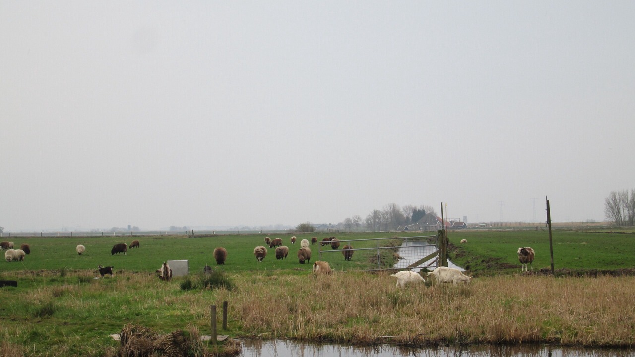 Photo of Others in Broek in Waterland