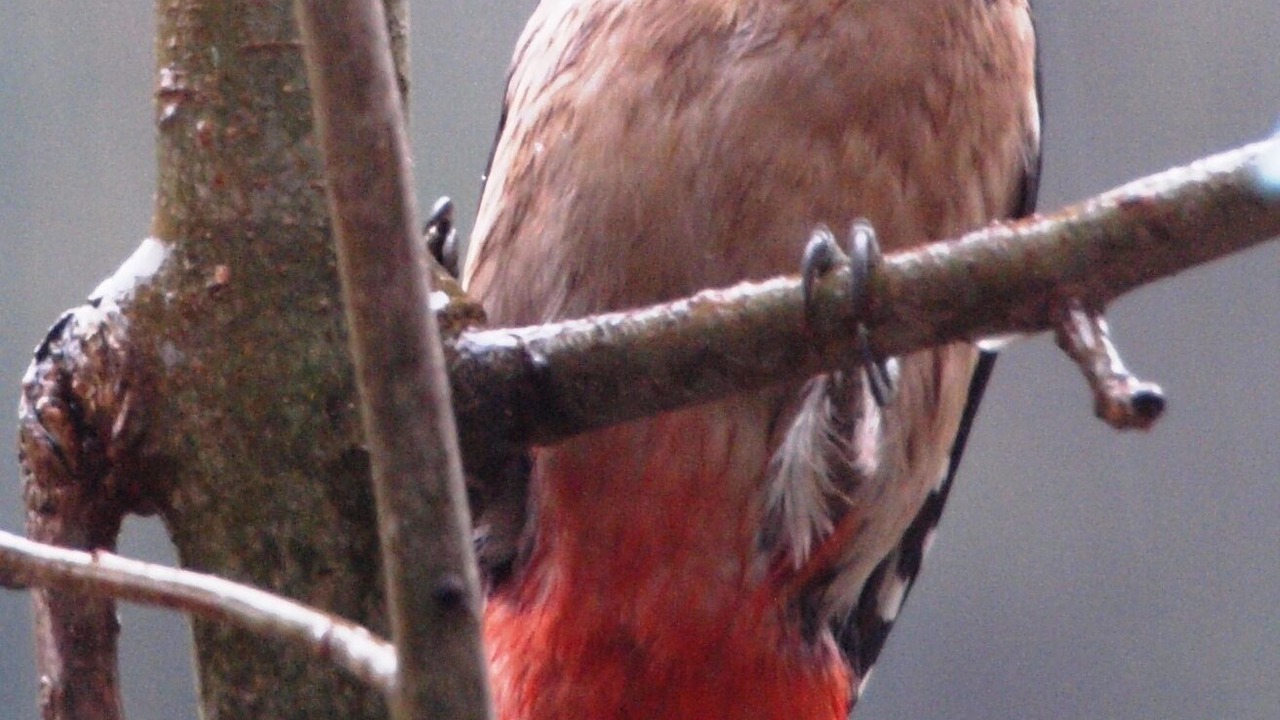 Photo of Others in Pickering