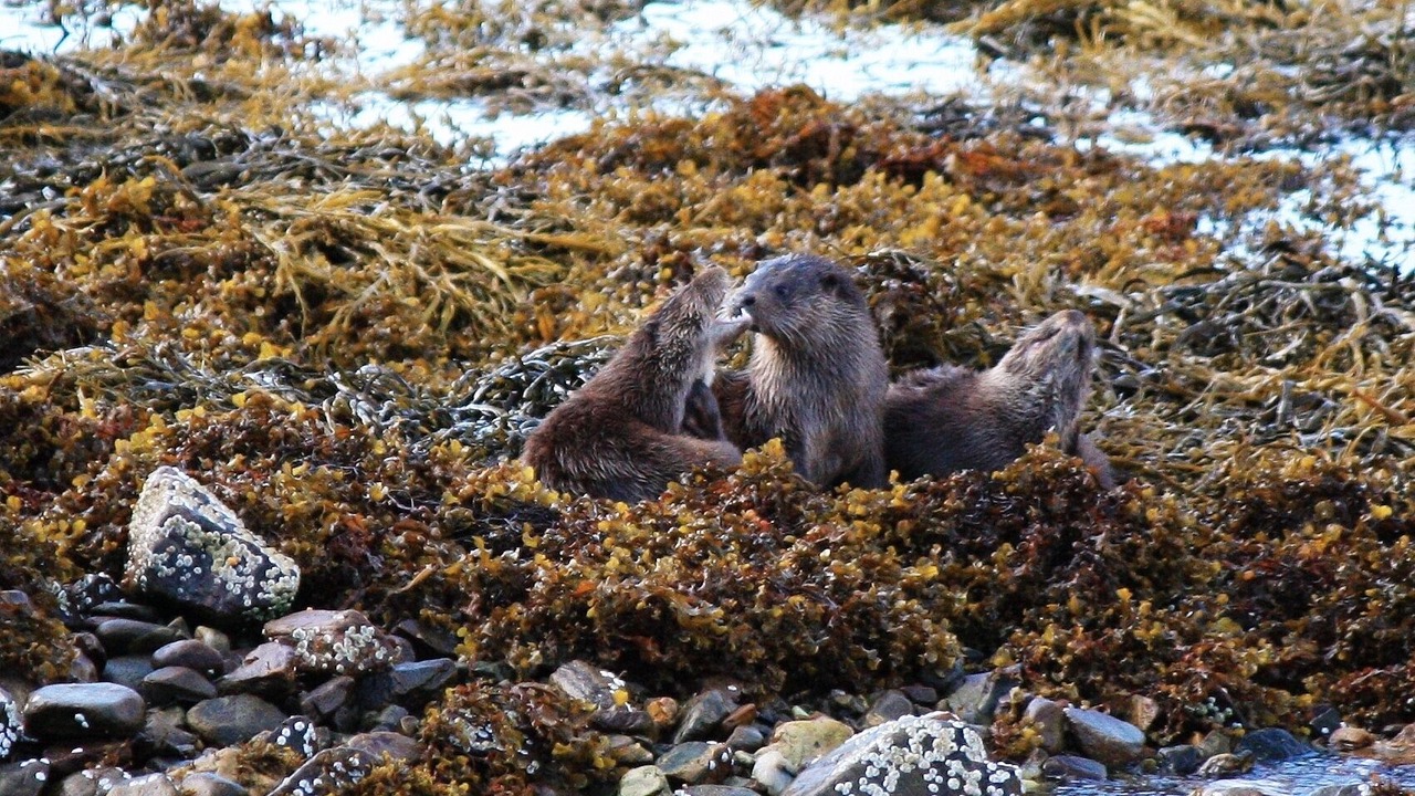 Photo of Others in Glenelg