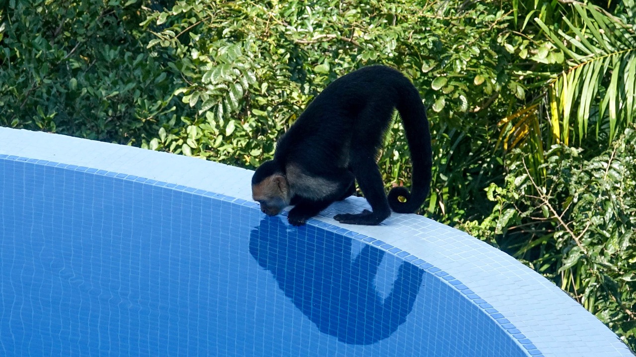 Photo of Outdoor in Manuel Antonio