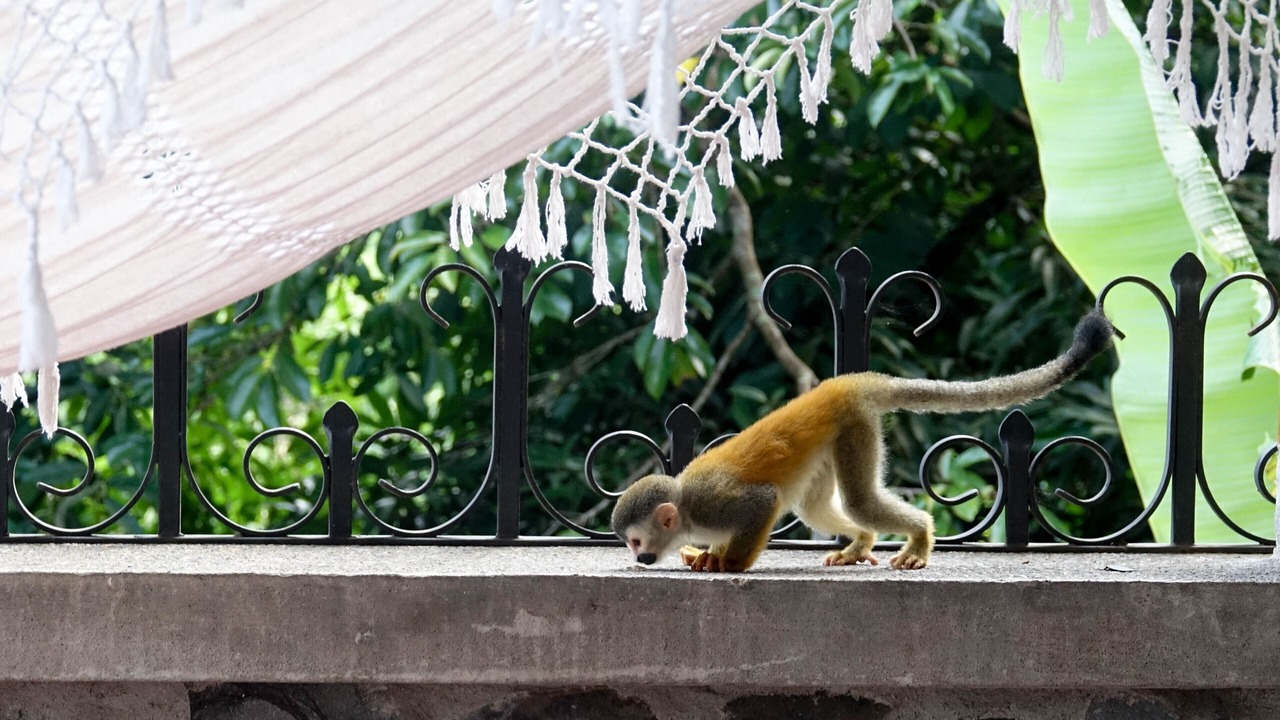Photo of Others in Manuel Antonio