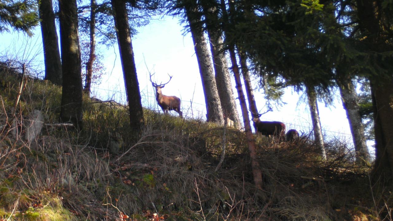 Photo of Outdoor in Gerardmer