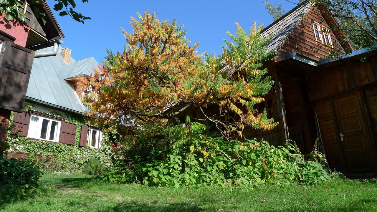 Photo of Outdoor in Viseu de Sus