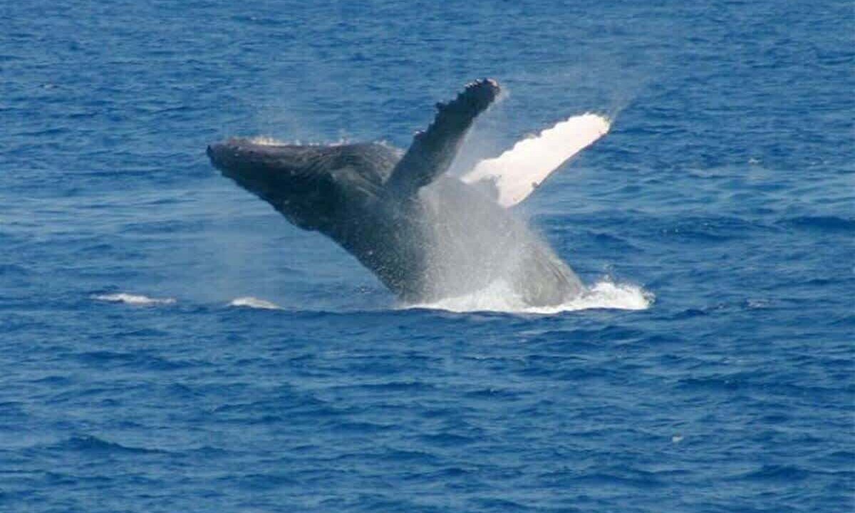 Photo of Others in Kohala Estates