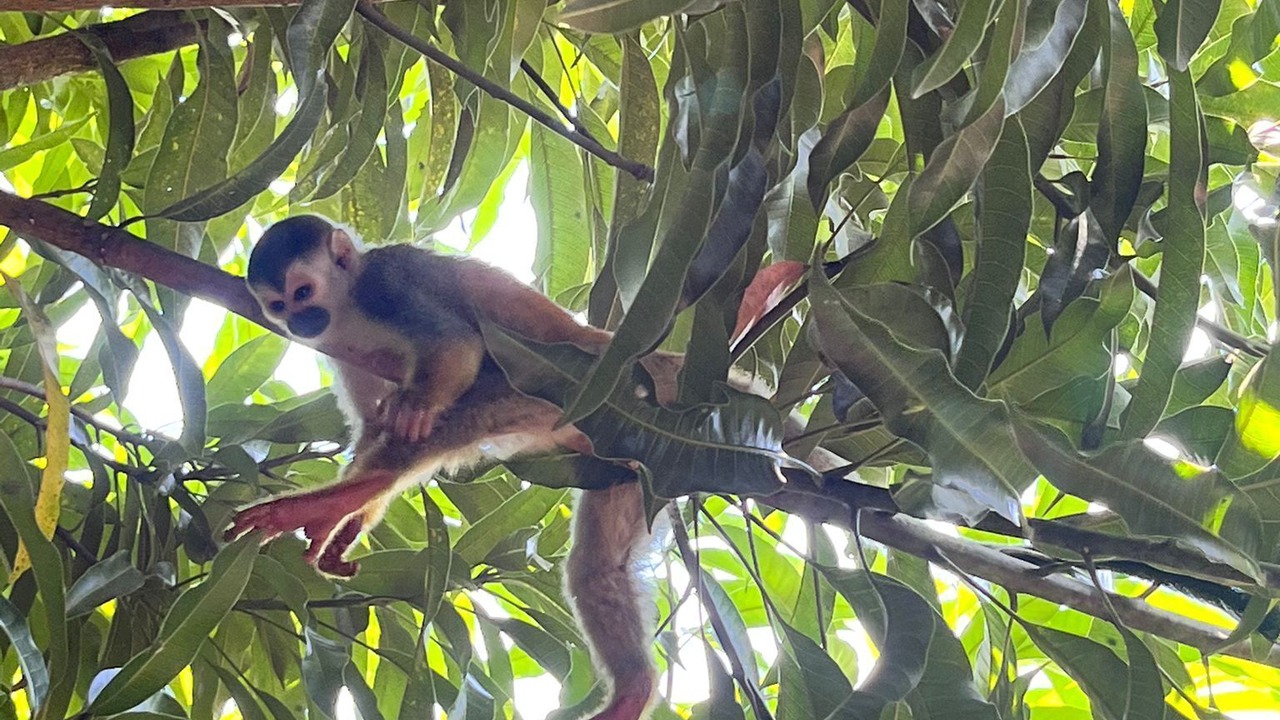 Photo of Others in Manuel Antonio