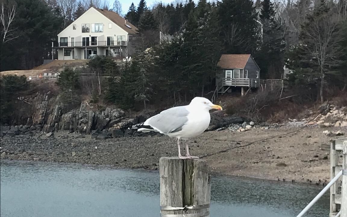 Photo of Others in Southwest Harbor