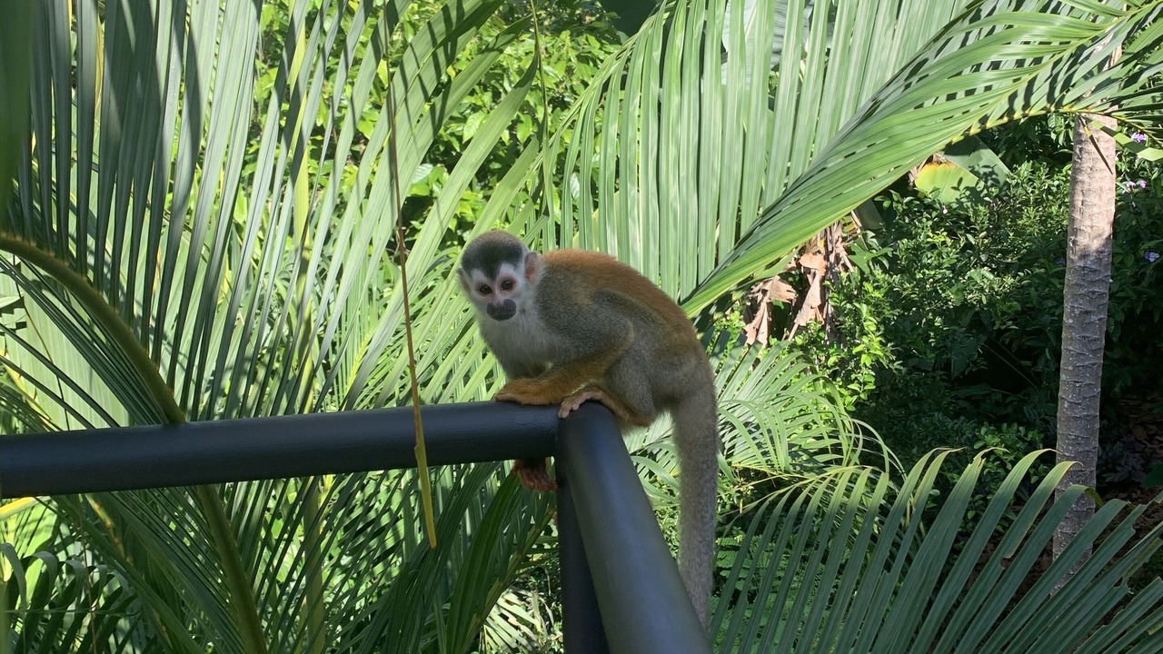 Photo of Outdoor in Manuel Antonio