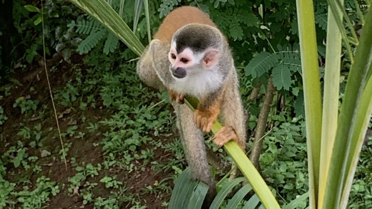Photo of Outdoor in Manuel Antonio