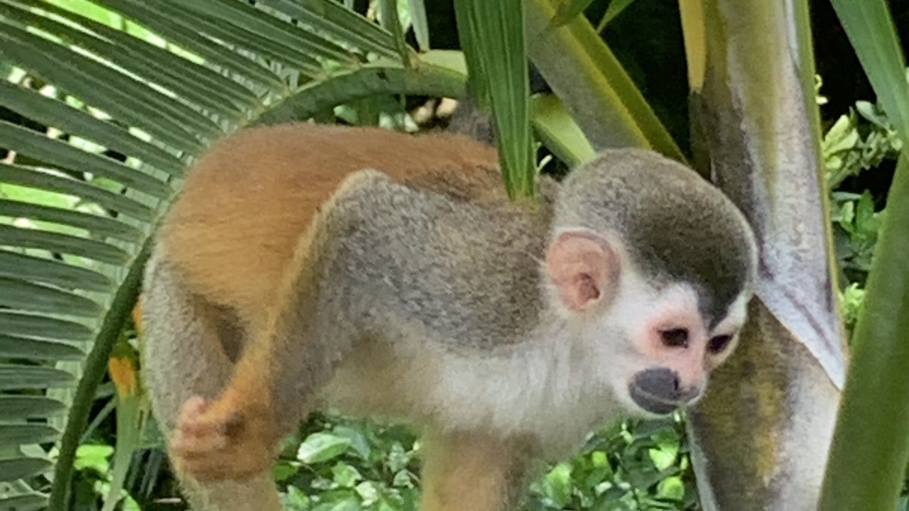Photo of Outdoor in Manuel Antonio