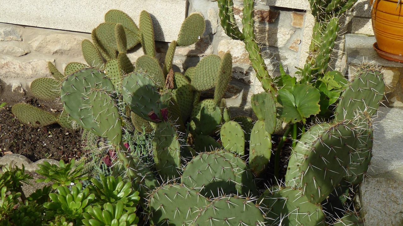 Photo of Outdoor in Roscoff