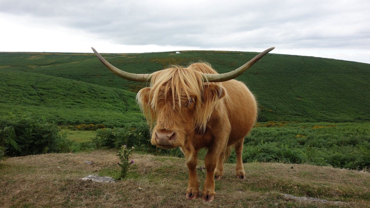 Photo of Others in Moretonhampstead