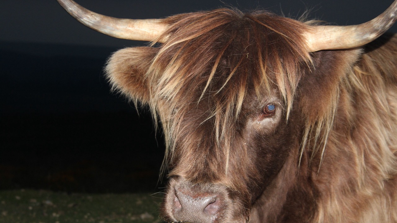 Photo of Others in Moretonhampstead