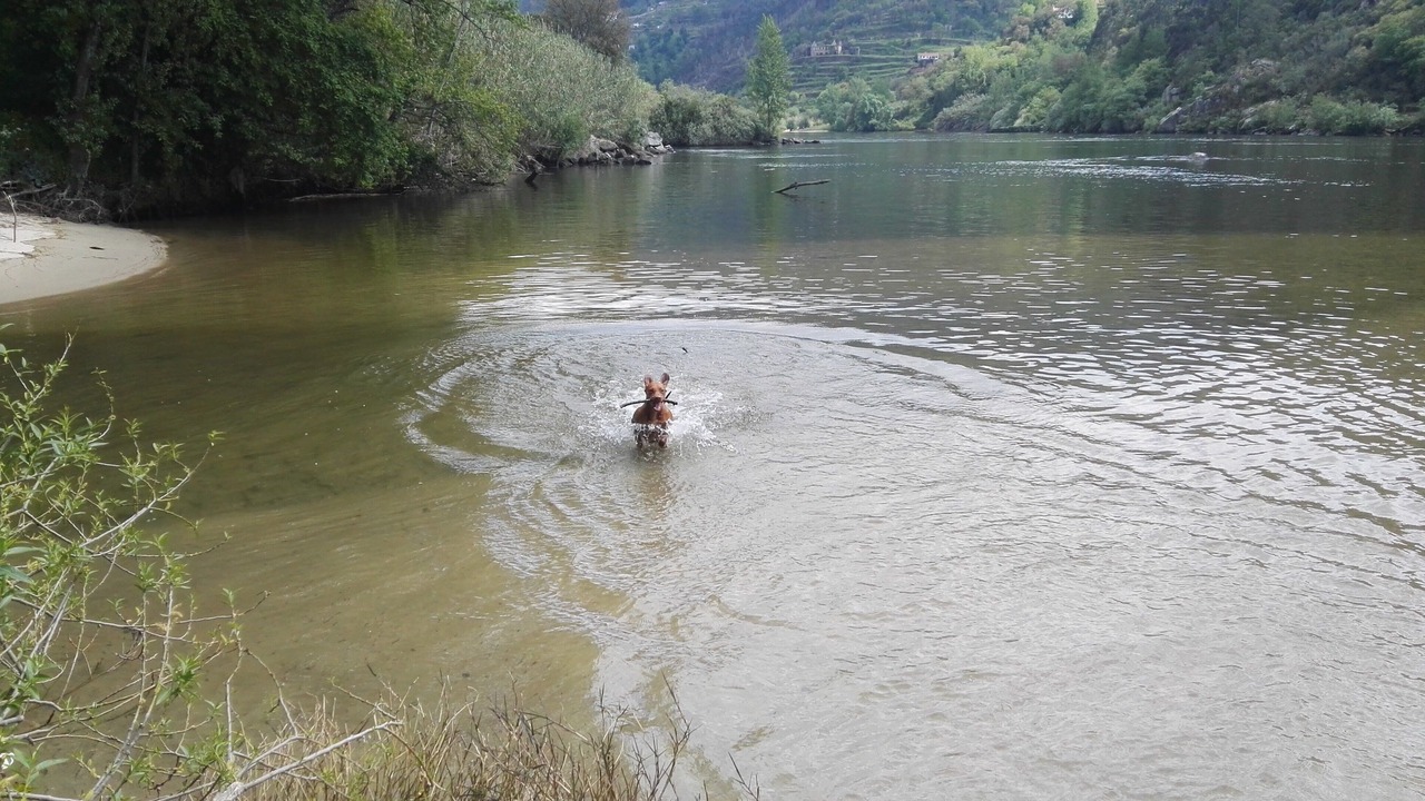 Photo of Others in Sao Lourenco do Douro