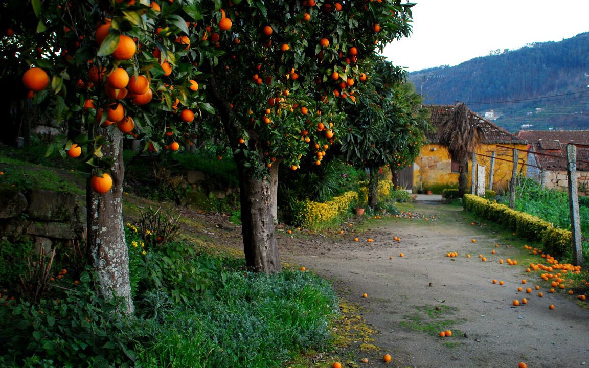 Photo of Outdoor in Sao Lourenco do Douro