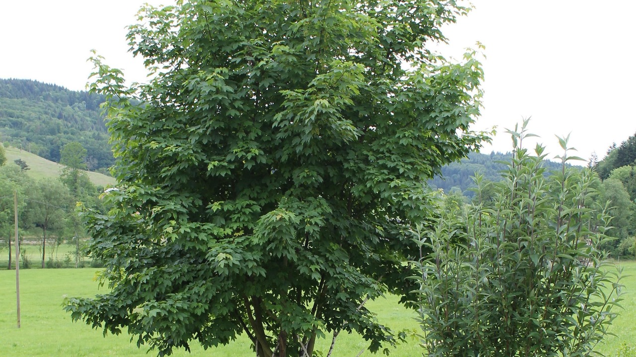 Photo of Outdoor in Freiamt
