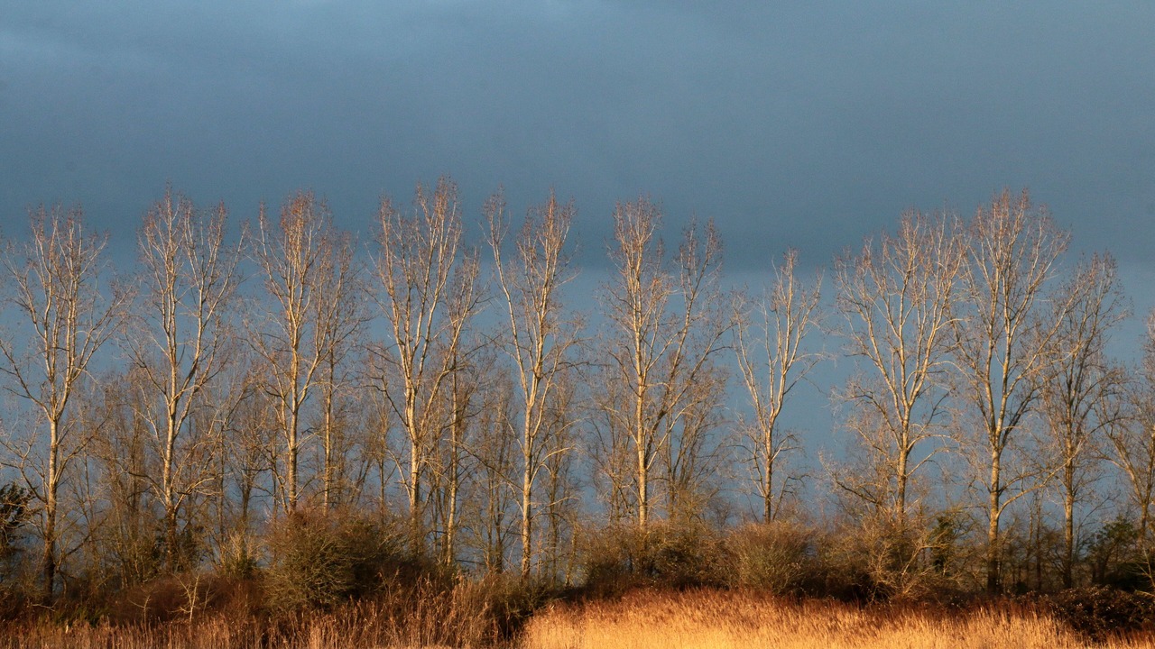 Photo of Others in Saint-Hilaire-de-Riez