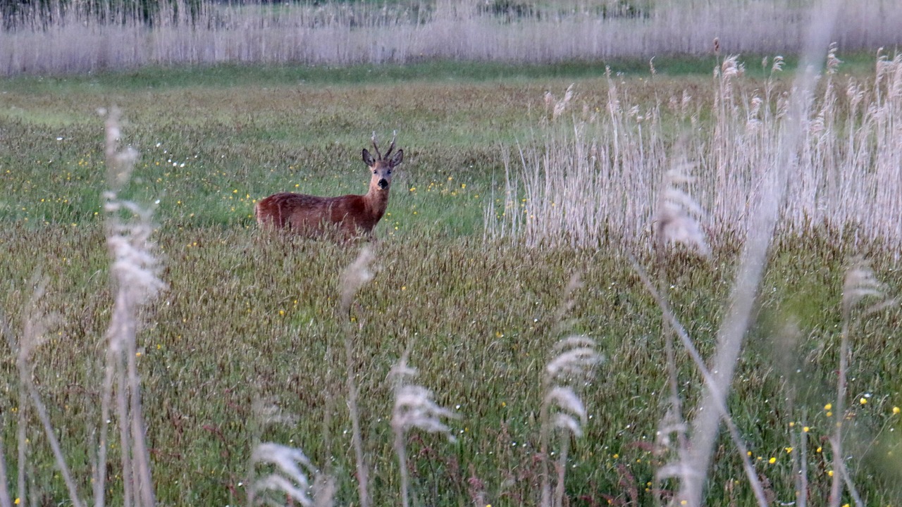 Photo of Outdoor in Saint-Hilaire-de-Riez