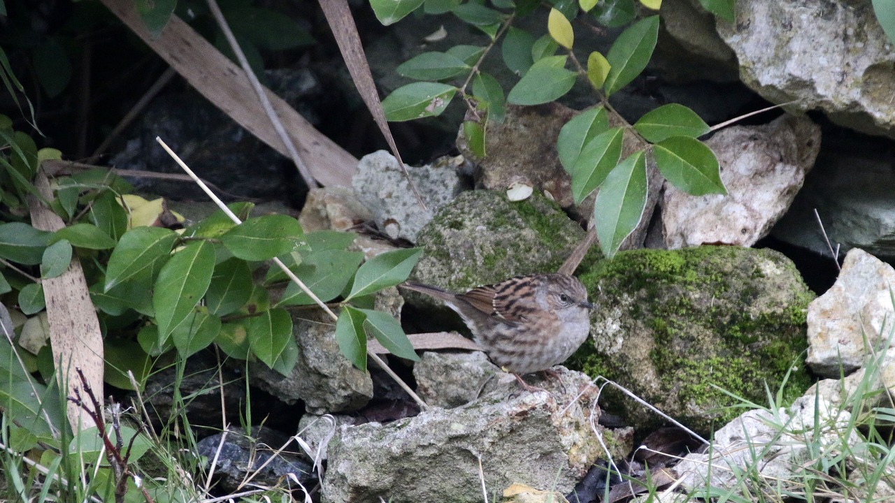 Photo of Outdoor in Saint-Hilaire-de-Riez