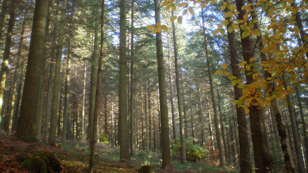Photo of Outdoor in Anost