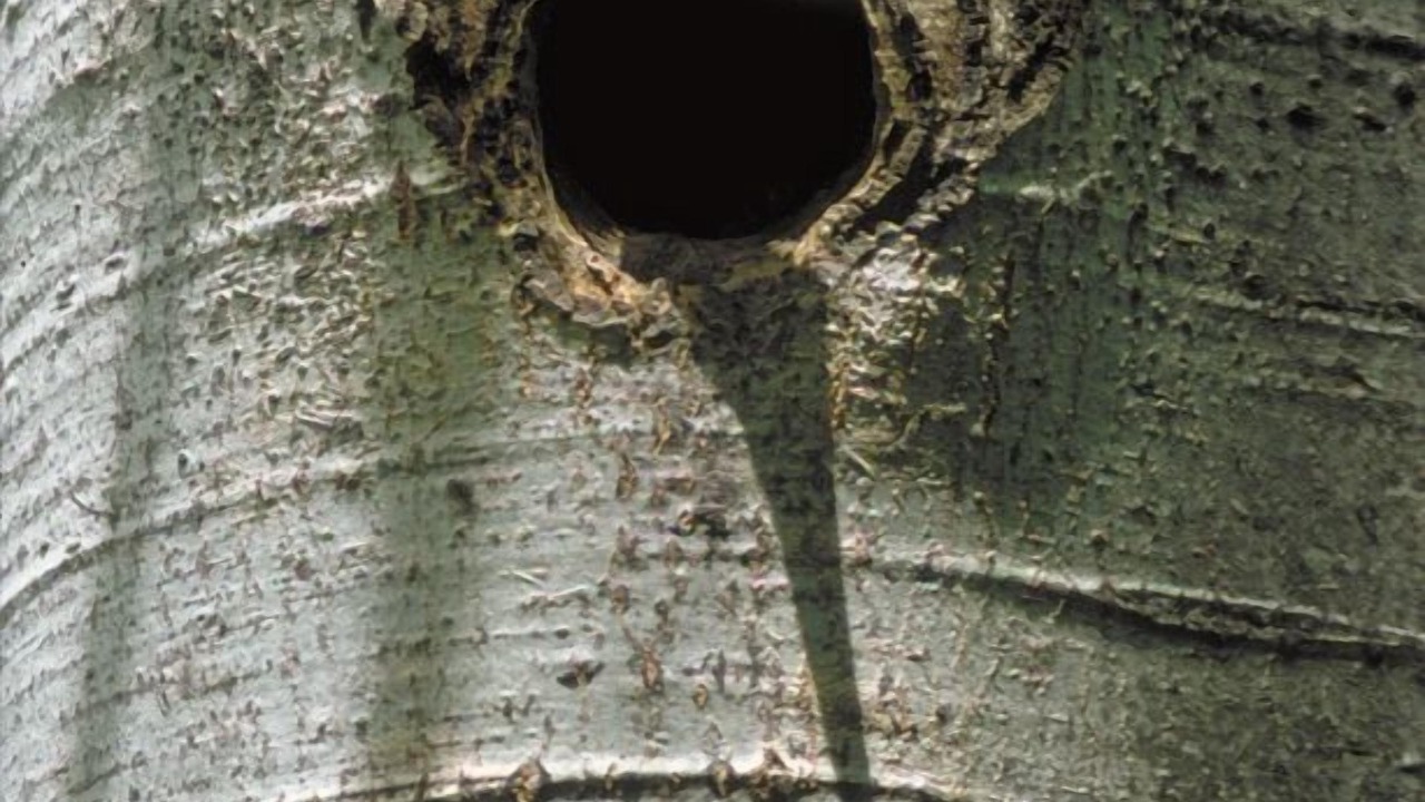 Photo of Outdoor in Cava