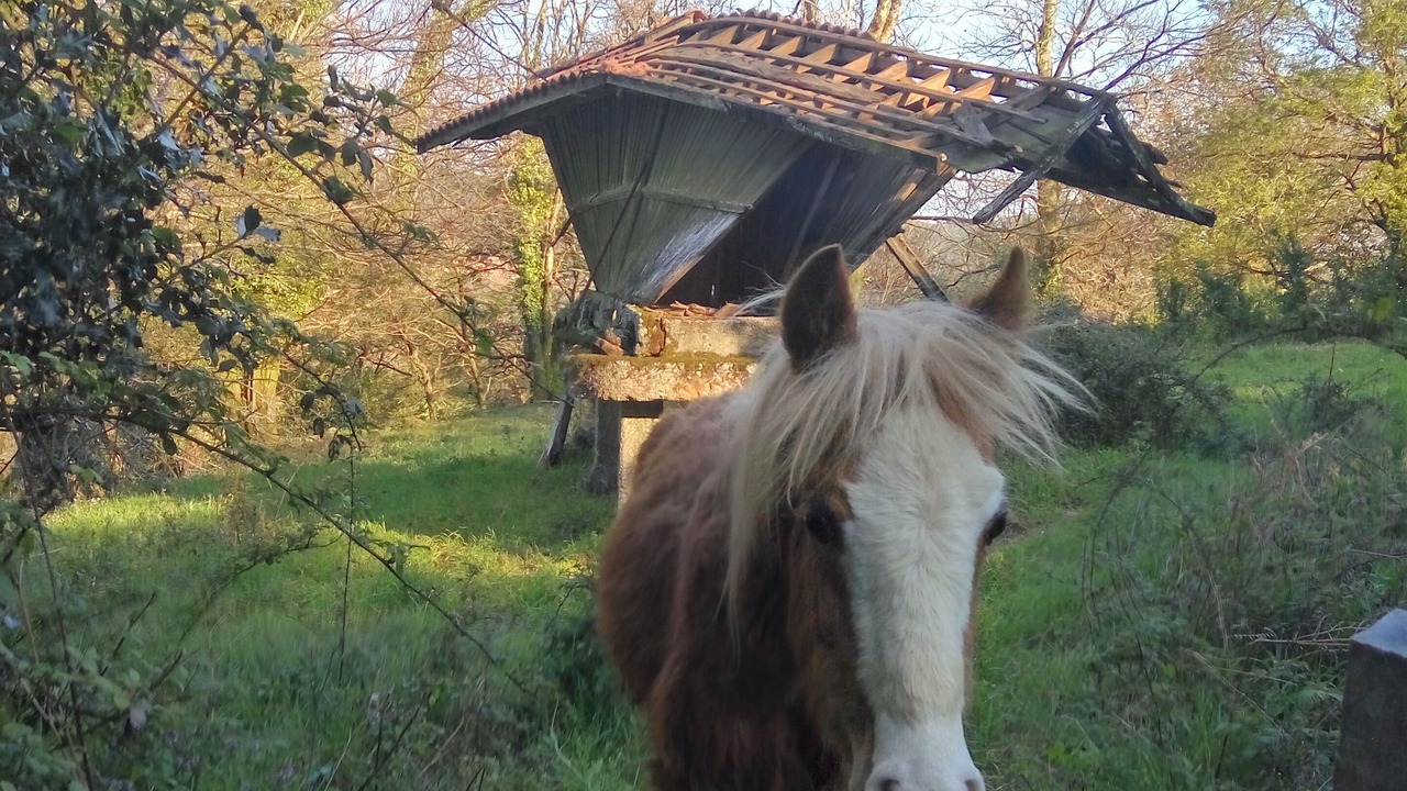 Photo of Outdoor in Pico