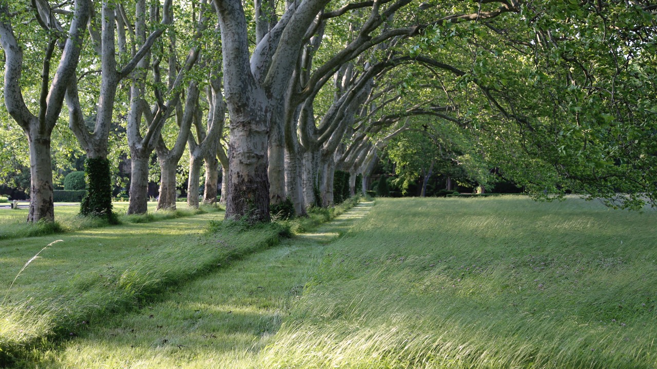 Photo of Outdoor in Montlaur