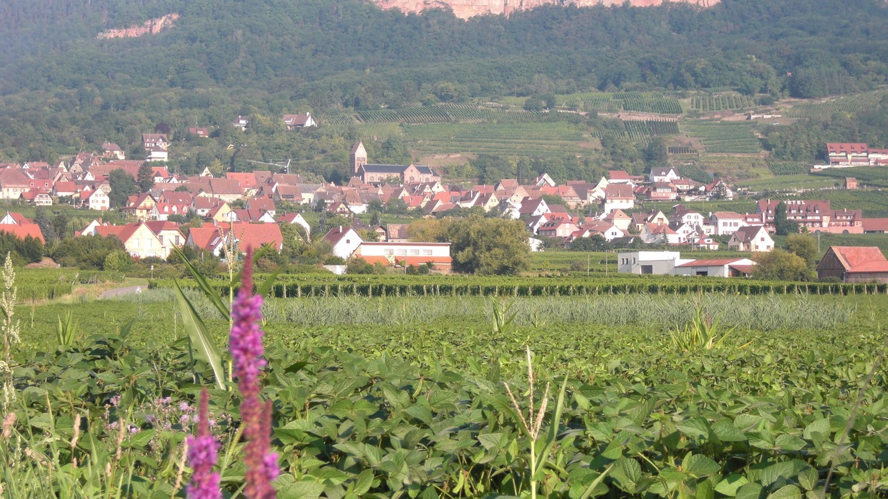 Photo of Outdoor in Pfaffenheim