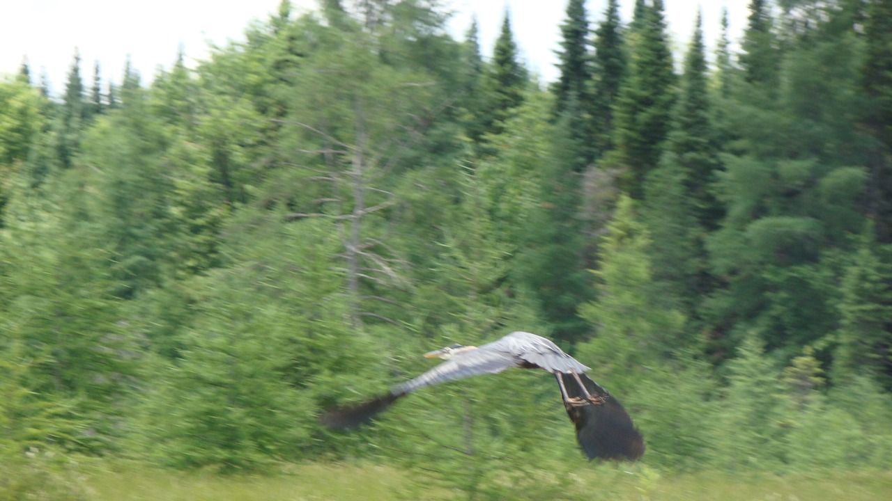 Photo of Others in Algonquin Highlands