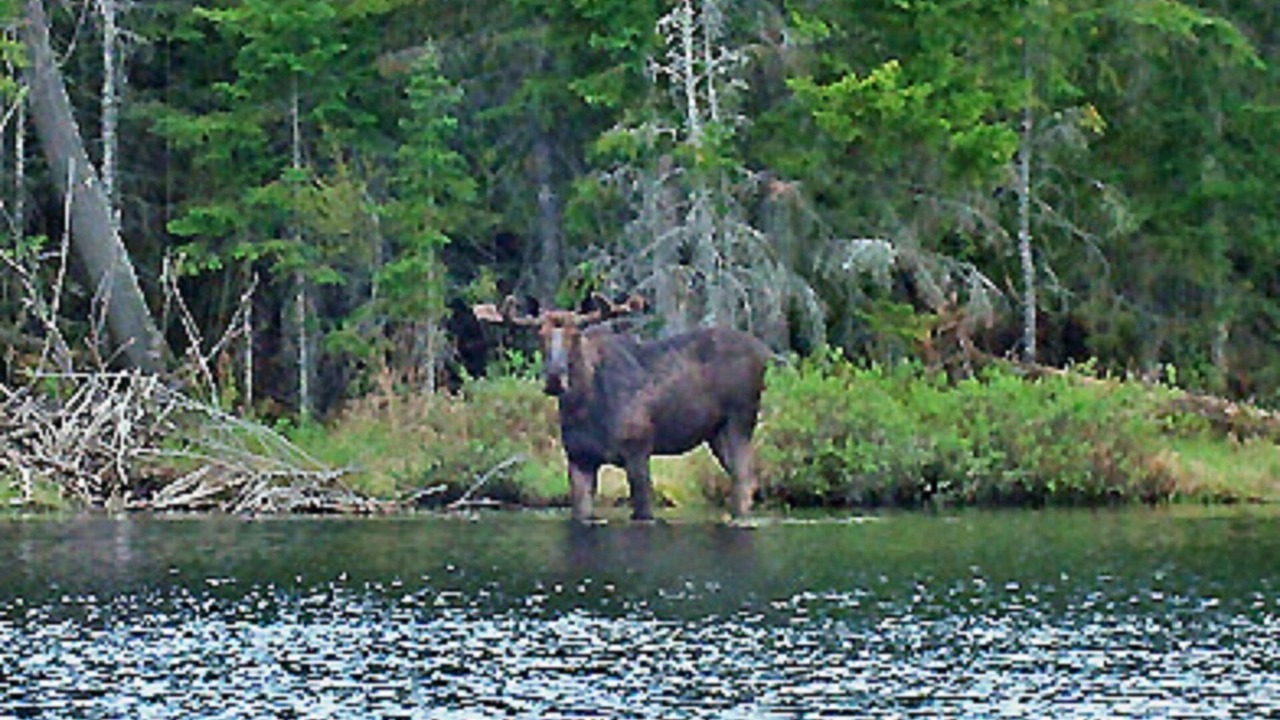 Photo of Others in Algonquin Highlands