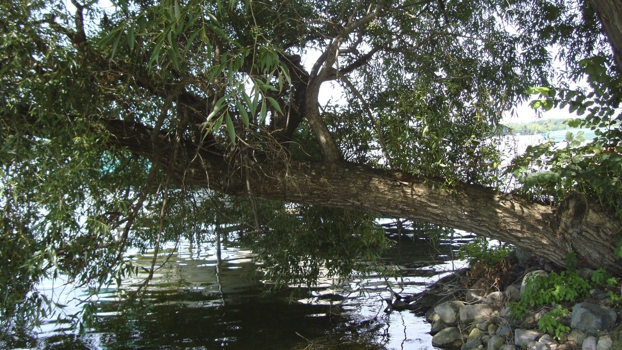 Photo of Others in Lake Ripley