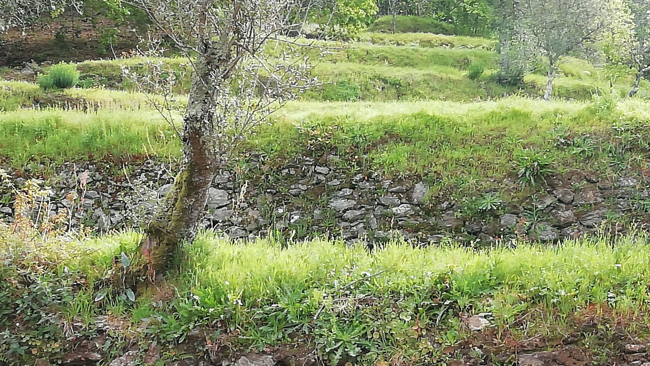 Photo of Outdoor in Cossourado