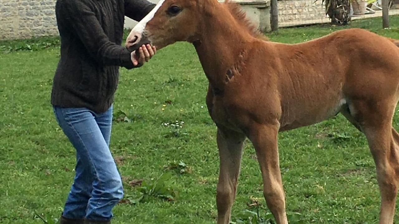 Photo of Others in Englesqueville-la-Percee