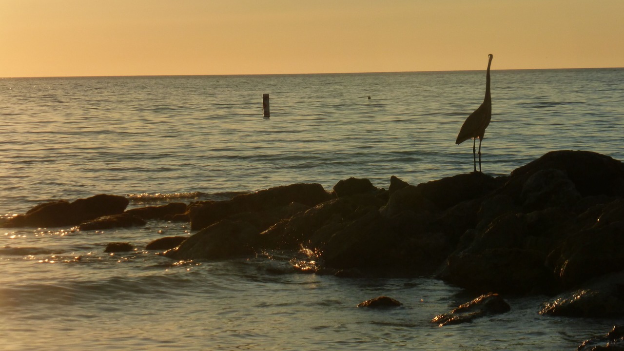 Photo of Others in Sarasota