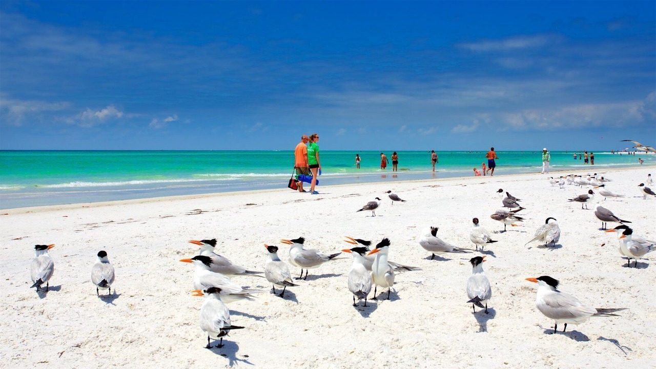 Photo of Others in Sarasota