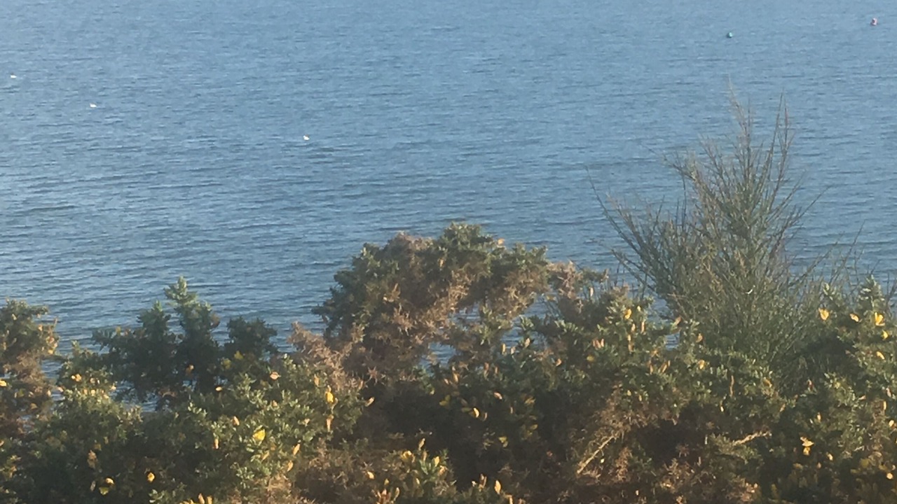 Photo of Others in Hamworthy