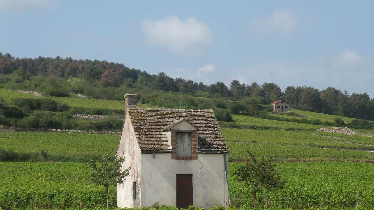 Photo of Others in Pommard