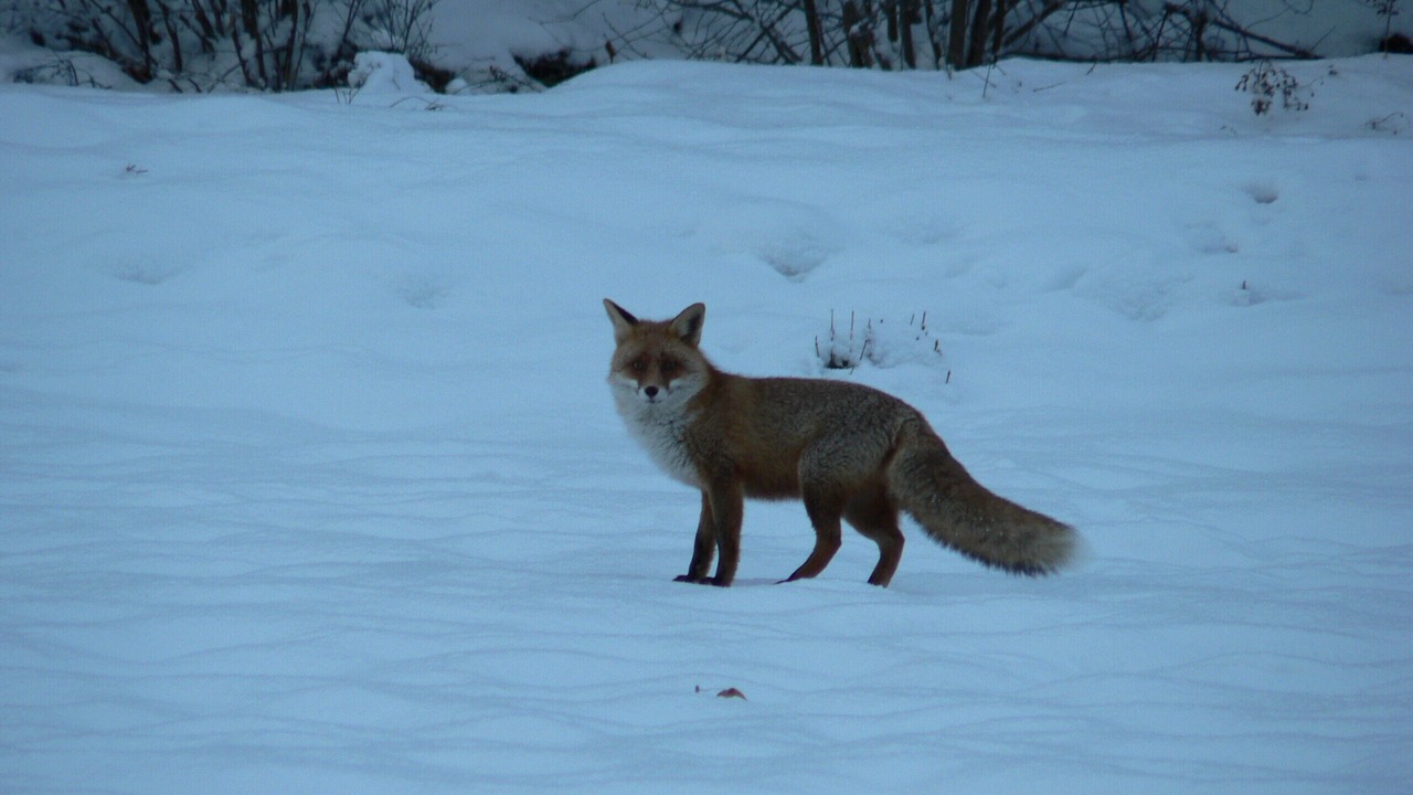 Photo of Others in Chamrousse