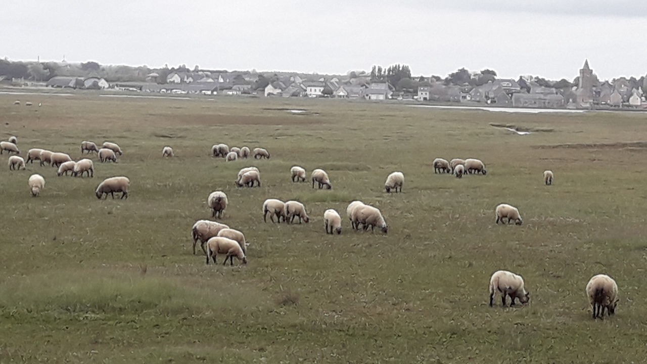Photo of Others in Portbail