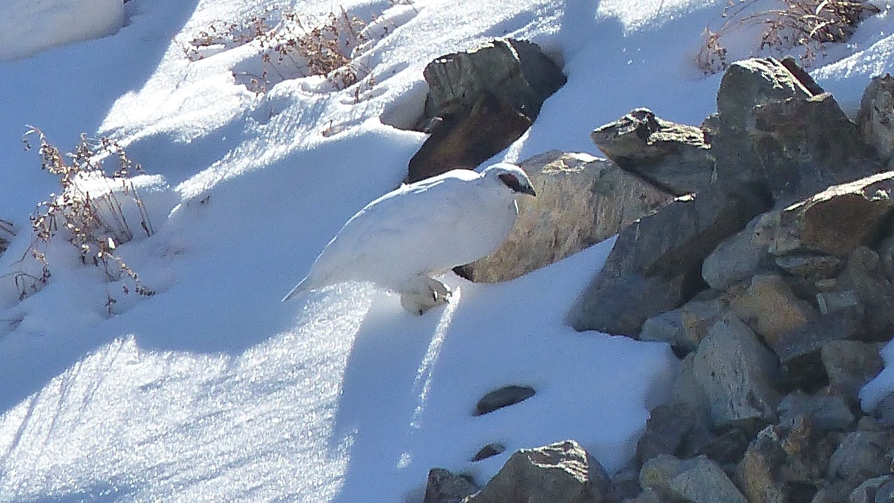 Photo of Others in Chamrousse