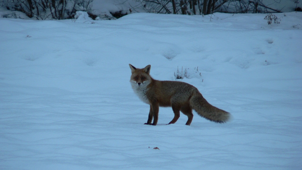 Photo of Others in Chamrousse
