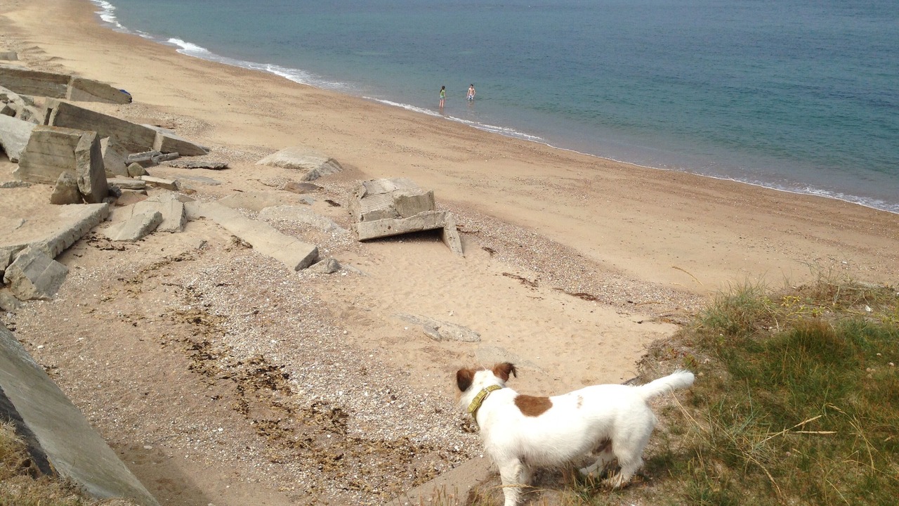 Photo of Others in Cotentin Peninsula