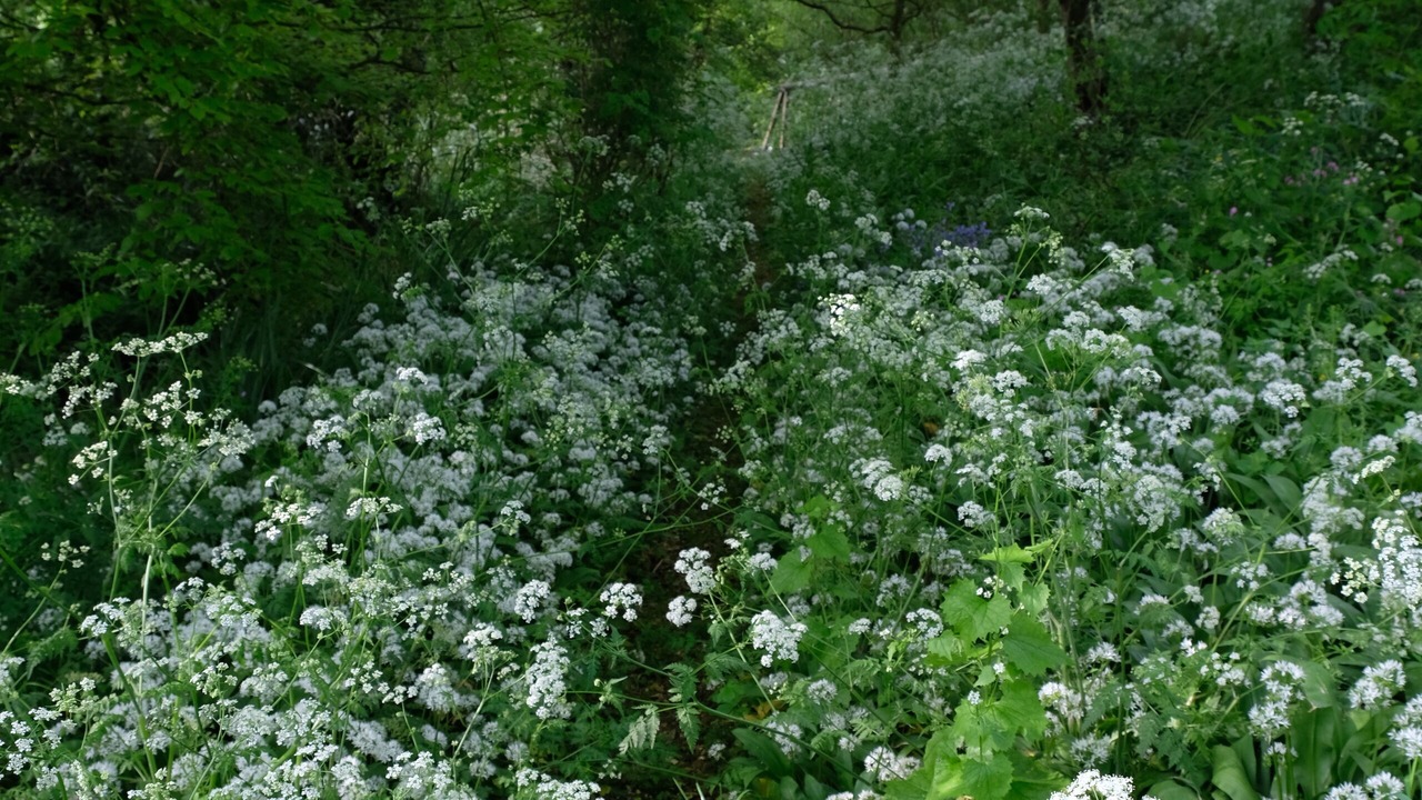 Photo of Outdoor in Godshill