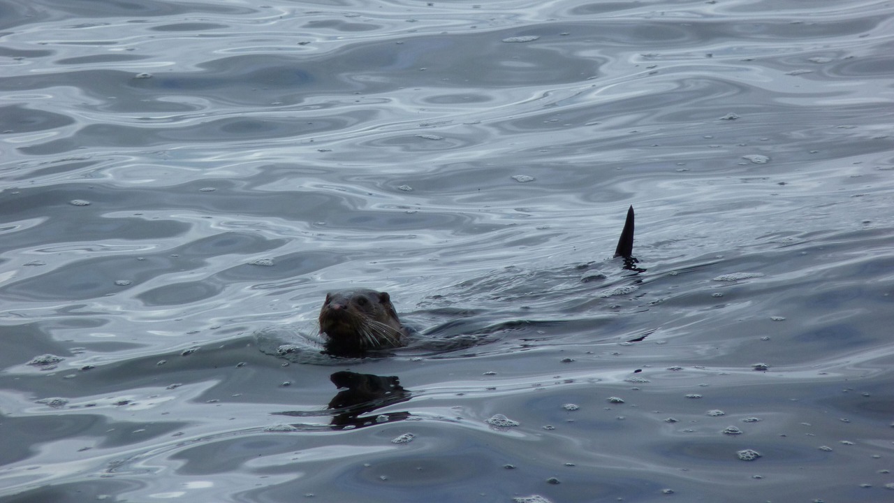 Photo of Others in Campbeltown