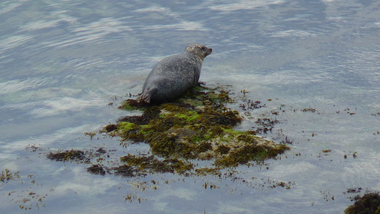 Photo of Others in Campbeltown