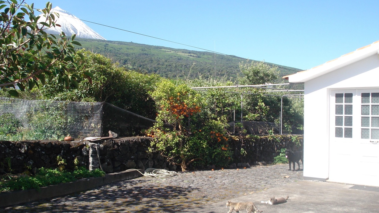 Photo of Outdoor in Sao Roque do Pico